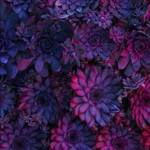 Meet your Posher, Anglea